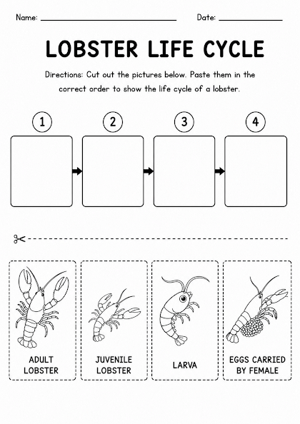 Lobster Life Cycle Worksheet