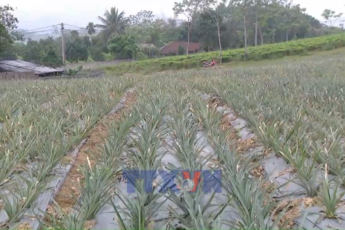Nhiều mô hình kinh tế ở Tuyên Quang phát huy hiệu quả - Bnews