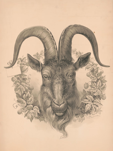 Head Of Goat 1900