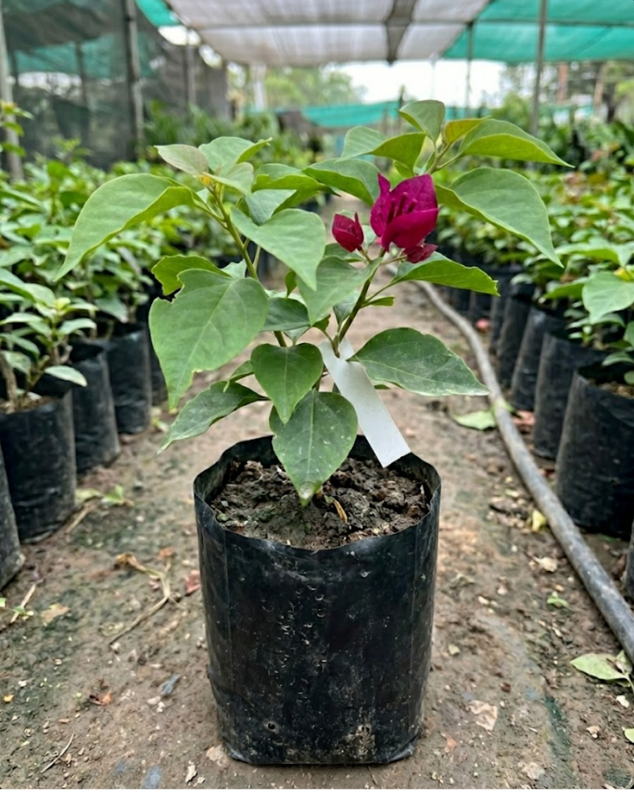 Imported Chocolate Pink Bougainvillea Plant — view 2