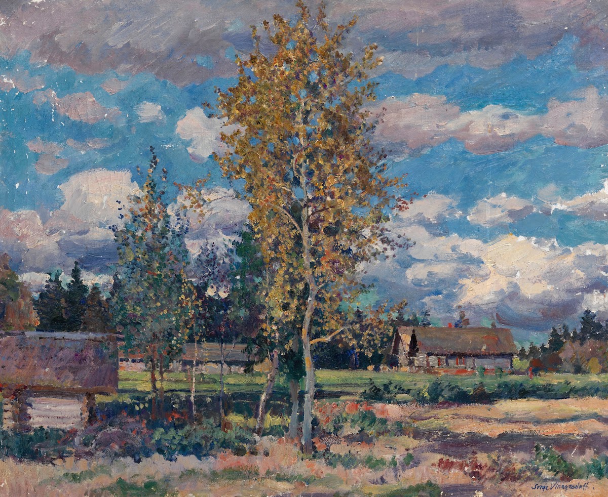 Birch Trees Sunny Day