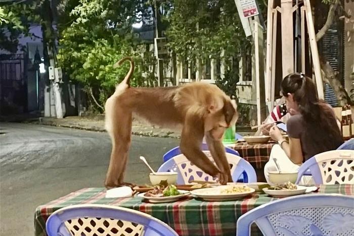 Vũng Tàu: Xuất hiện khỉ lạ đeo vòng cổ, bới thức ăn trên bàn khiến du khách hoảng hốt - Báo Người Lao Động