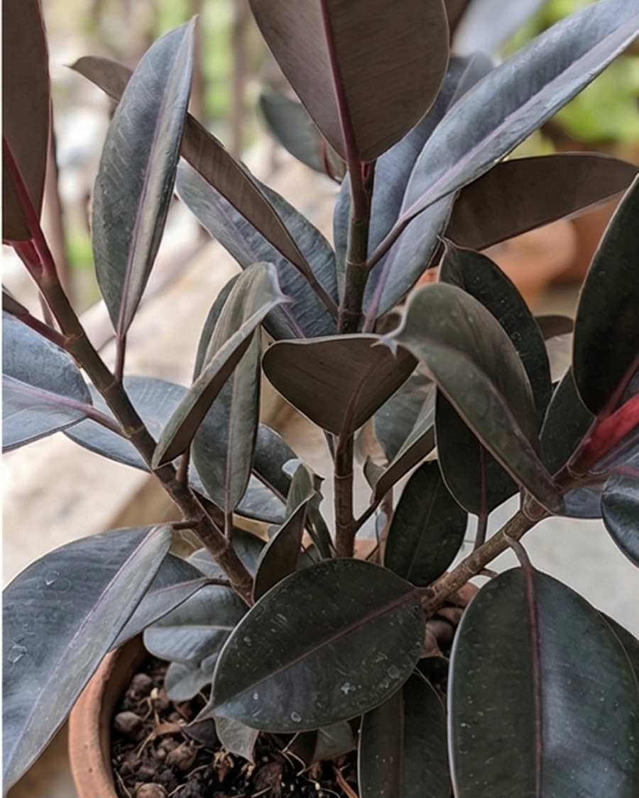 Black Rubber Plant — view 4