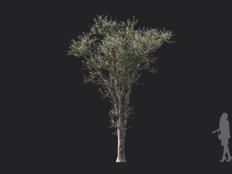 Maxtree - Plant Models Vol.130