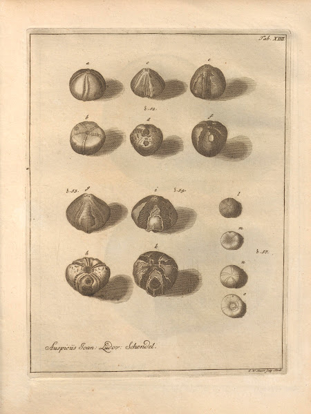 Naturalis Dispositio Echinodermatum Natural Arrangement of Echinoderms Pl14 1734