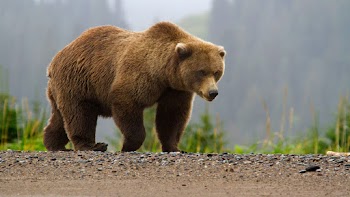 Grizzly Bear Wallpaper