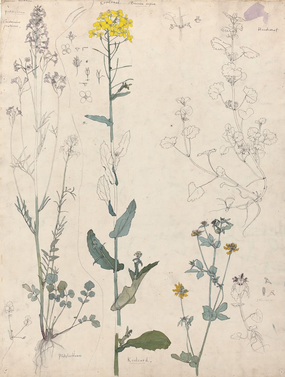 Studies van planten 1876   1951