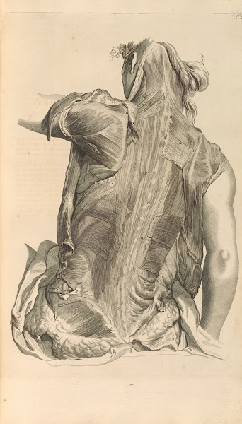 Anatomia humani corporis Pl029 1685