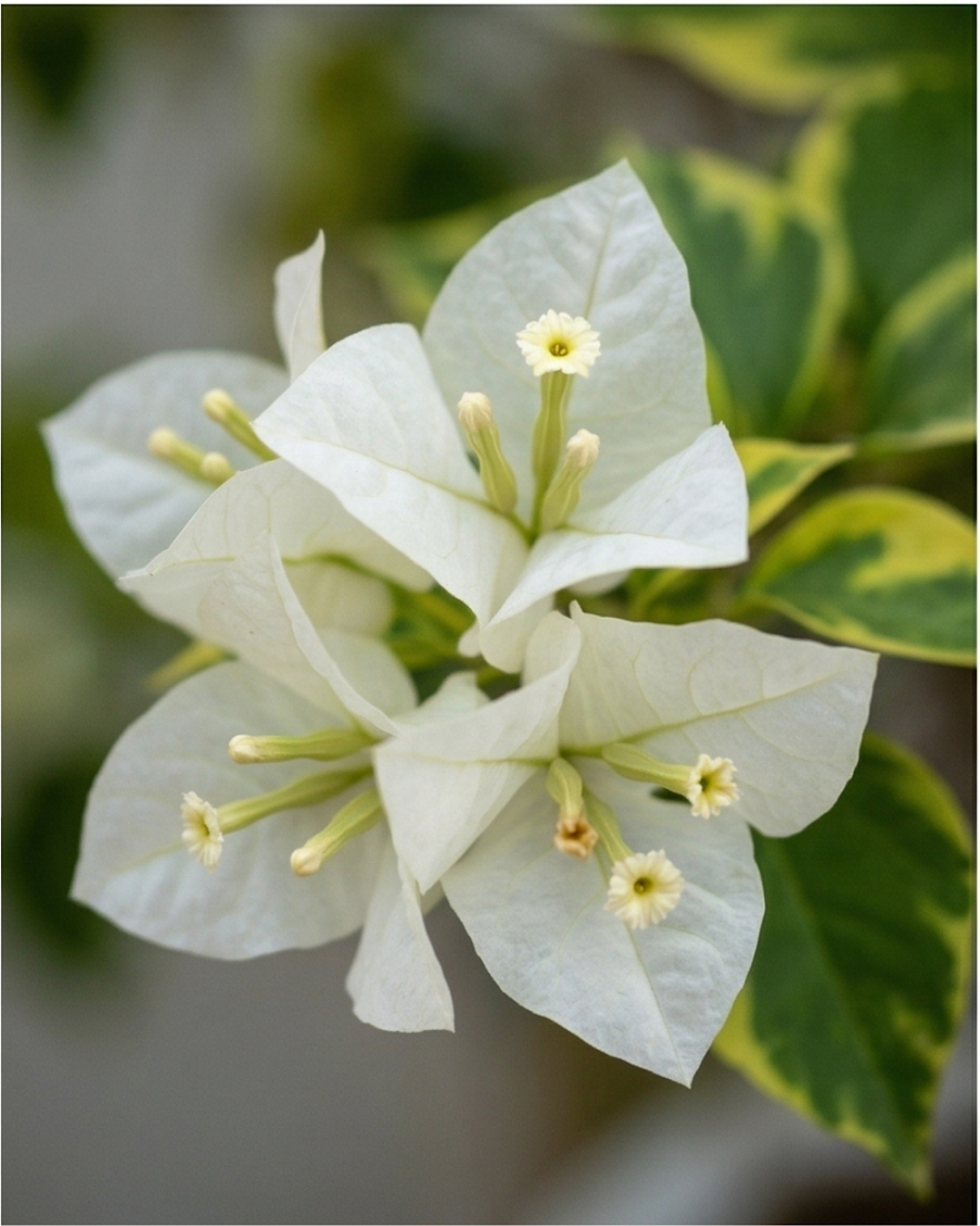 Imported Flame Golden White Bougainvillea Plant — view 3