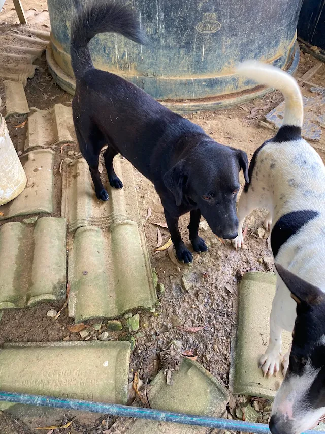 RD046 RD046