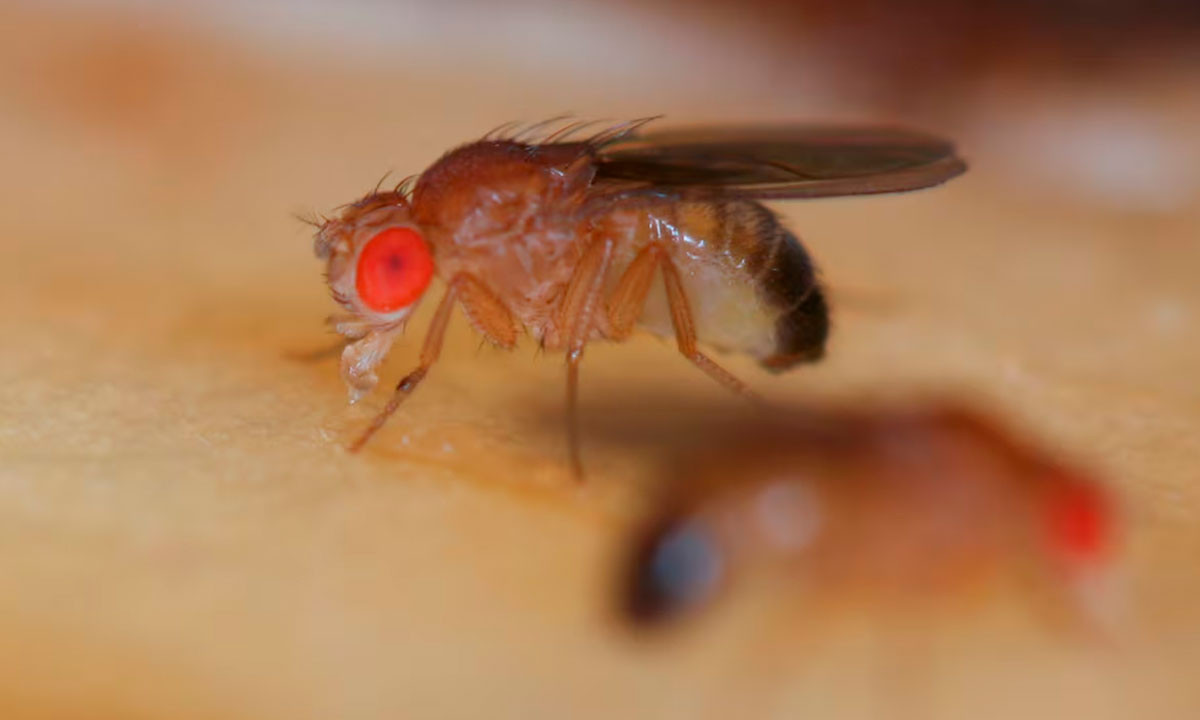 Un experimento en moscas cuestiona una teoría de décadas sobre el origen del cáncer