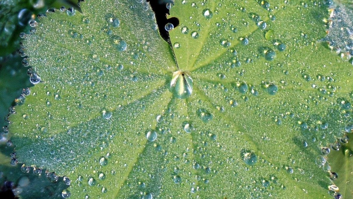 공복에 물만 마셔야 하는 이유와 건강 효과