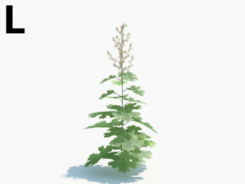 Maxtree - Plant Models Vol.3