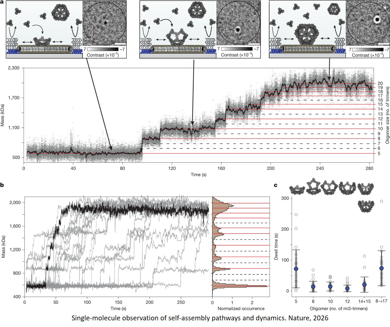 Molecular-level observation of the self-assembly of a virus-like particle