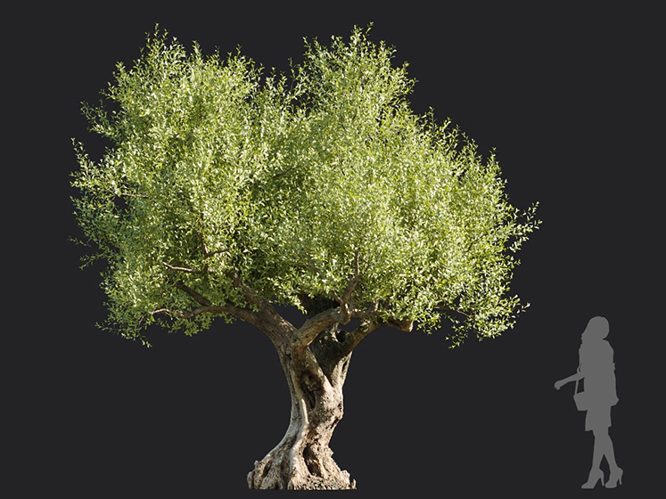 Maxtree - Plant Models Vol.113