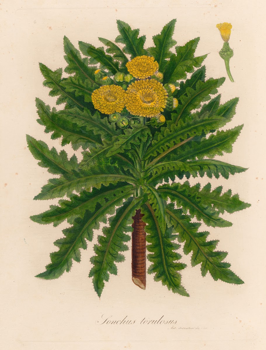Sonchus torulosus 1818 1824