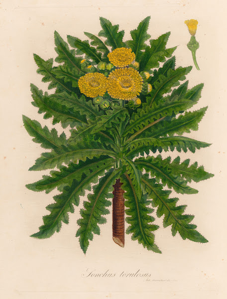 Sonchus torulosus 1818 1824
