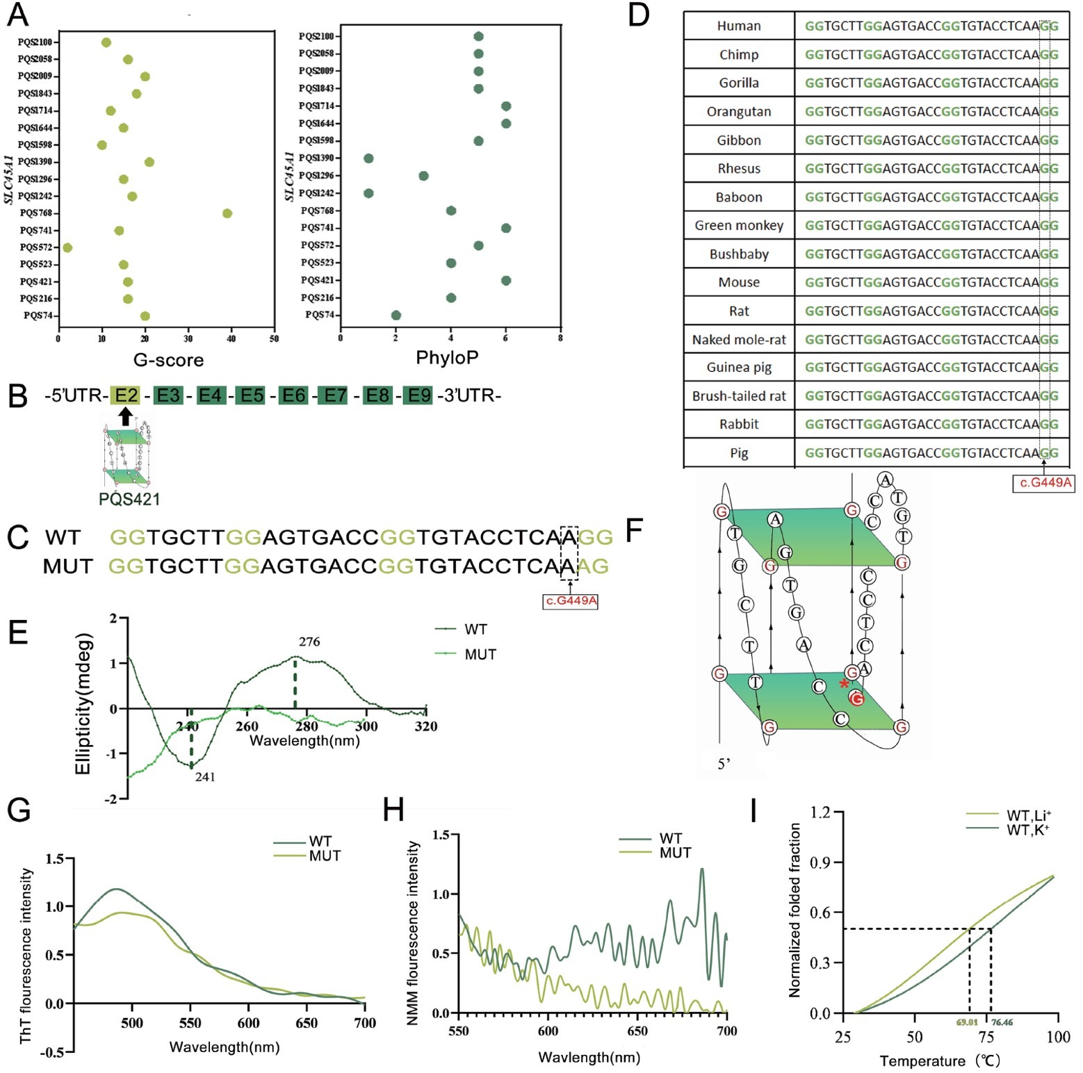 Disruption of a DNA G-quadruplex causes a gain-of-function SCL45A1 variant relevant to developmental disorders