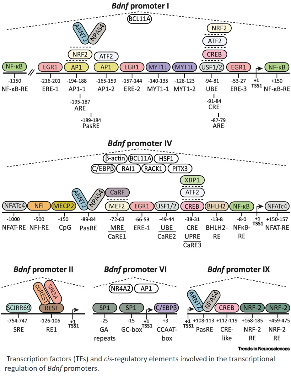 Making of BDNF: role of promoters, enhancers, and untranslated regions