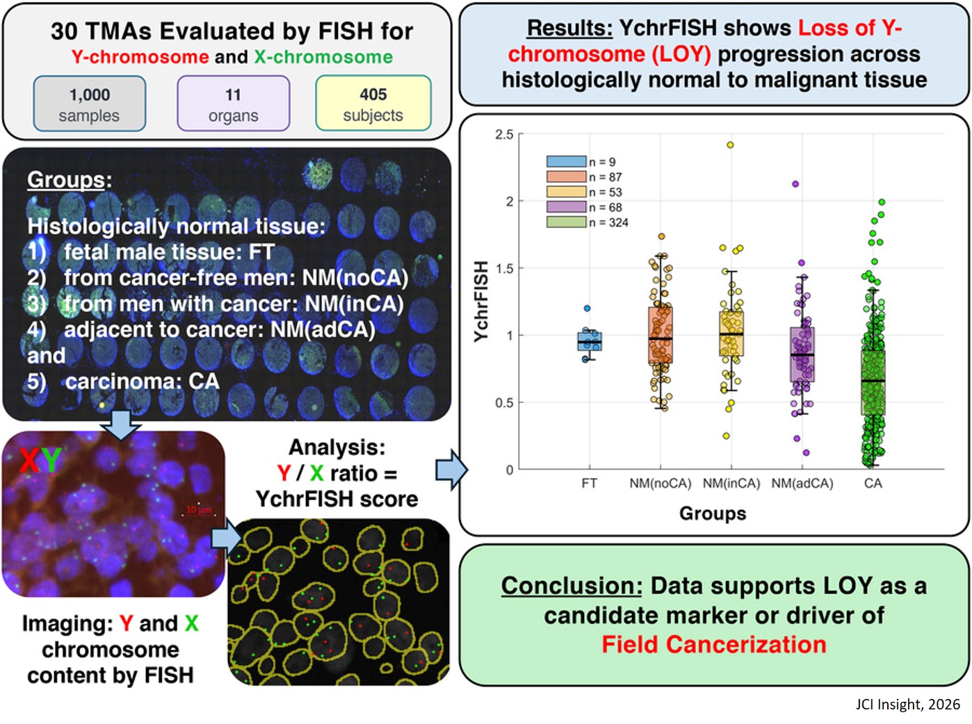 Human Y chromosome pan-organ mapping reveals progressive mosaic loss from normal to cancer