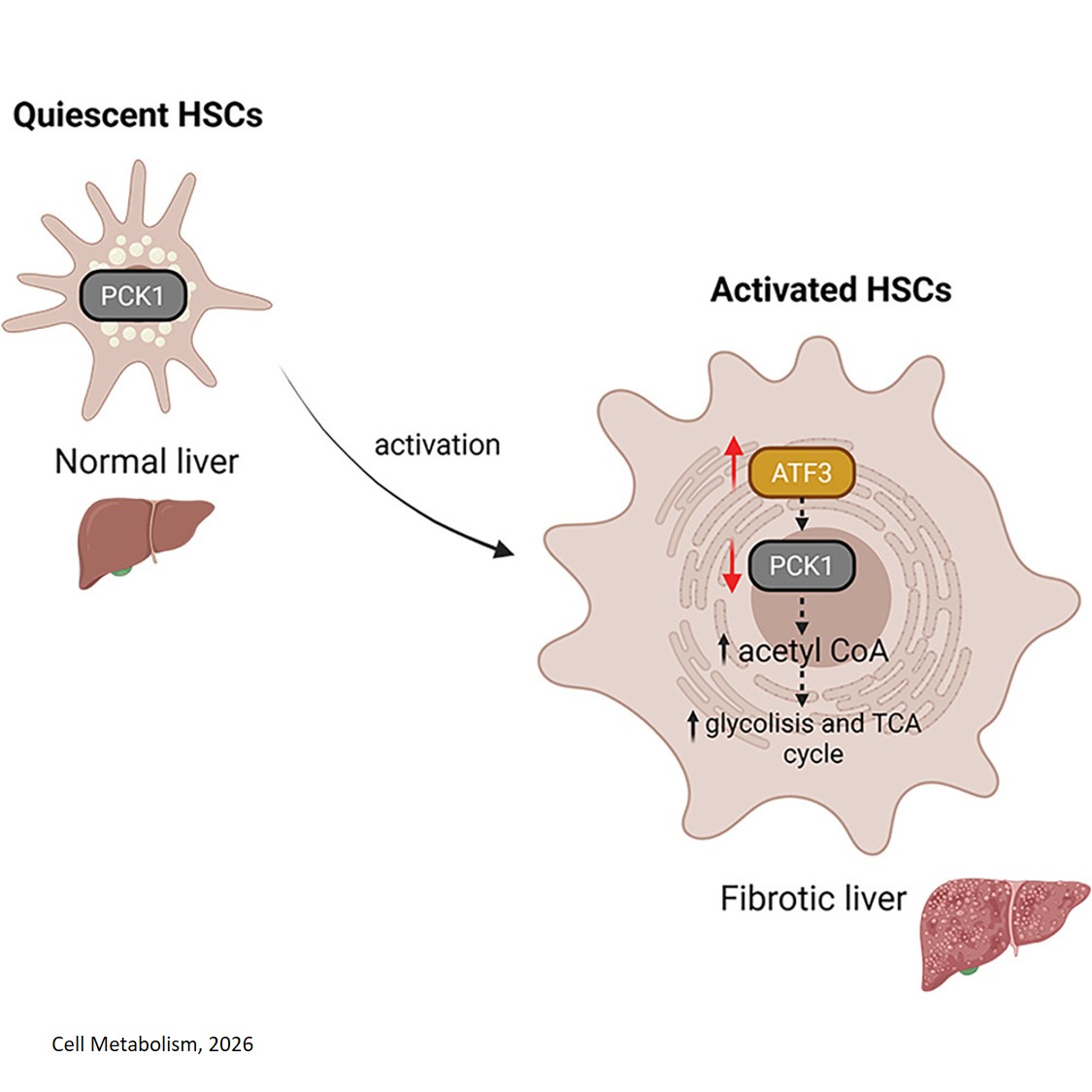 Lack of PCK1 in hepatic stellate cells causes liver fibrosis by fueling tricarboxylic acid cycle and increasing glycolysis