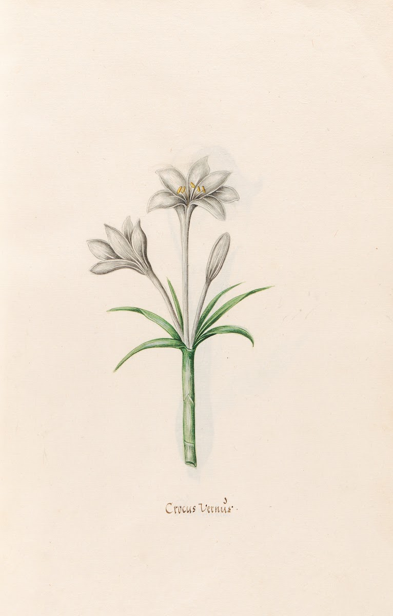Crocus Vernüs 1692