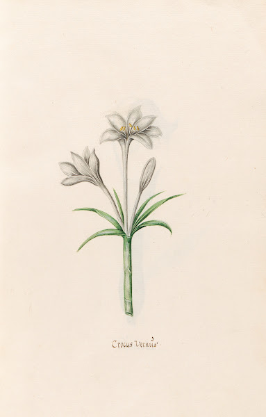 Crocus Vernüs 1692