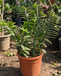 Devil's Backbone Plant Indoor