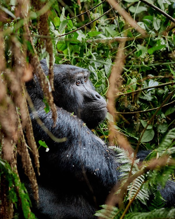Bwindi frame 12
