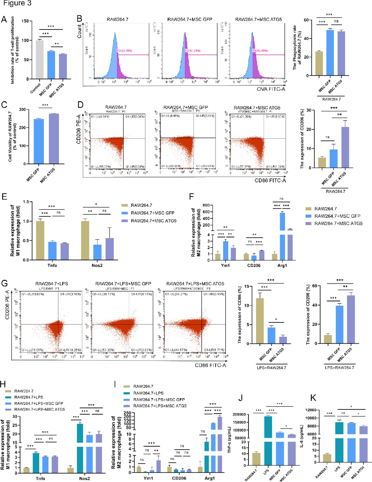 ATG5 overexpression enhances the therapeutic efficacy of mesenchymal stem cells in a mouse colitis model by augmenting anti-inflammatory and antioxidative mechanisms