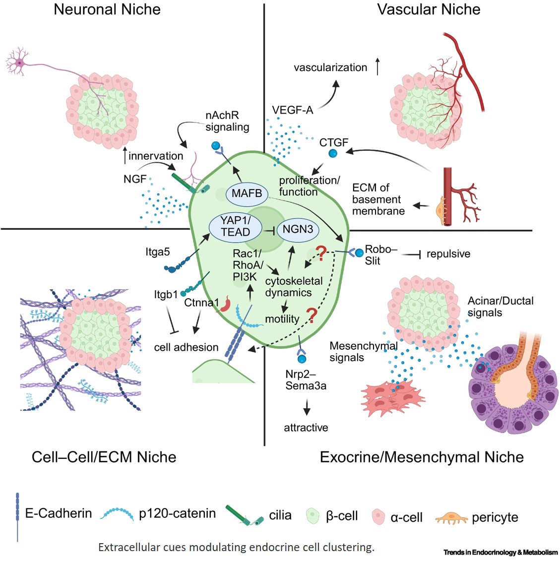 Mechanisms shaping pancreatic islet morphogenesis