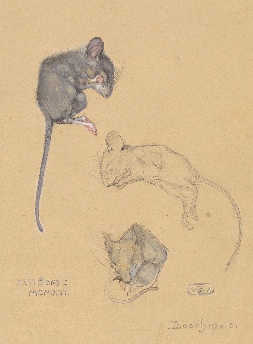 Drie studies van een bosmuis 1916 09 26