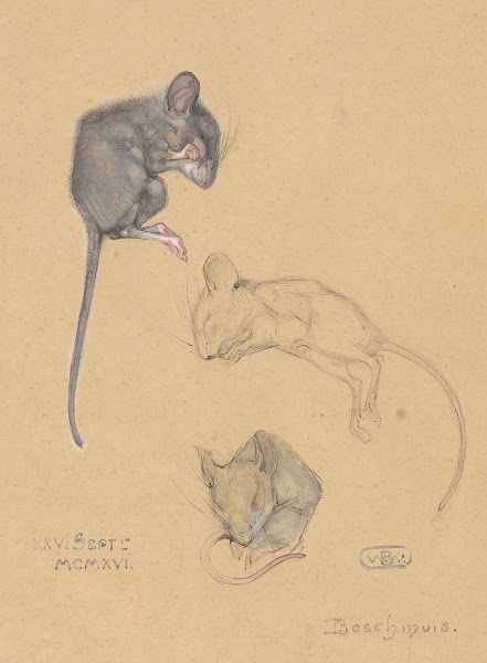 Drie studies van een bosmuis 1916 09 26