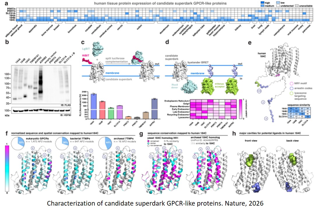 AI finds hidden human proteins and their function