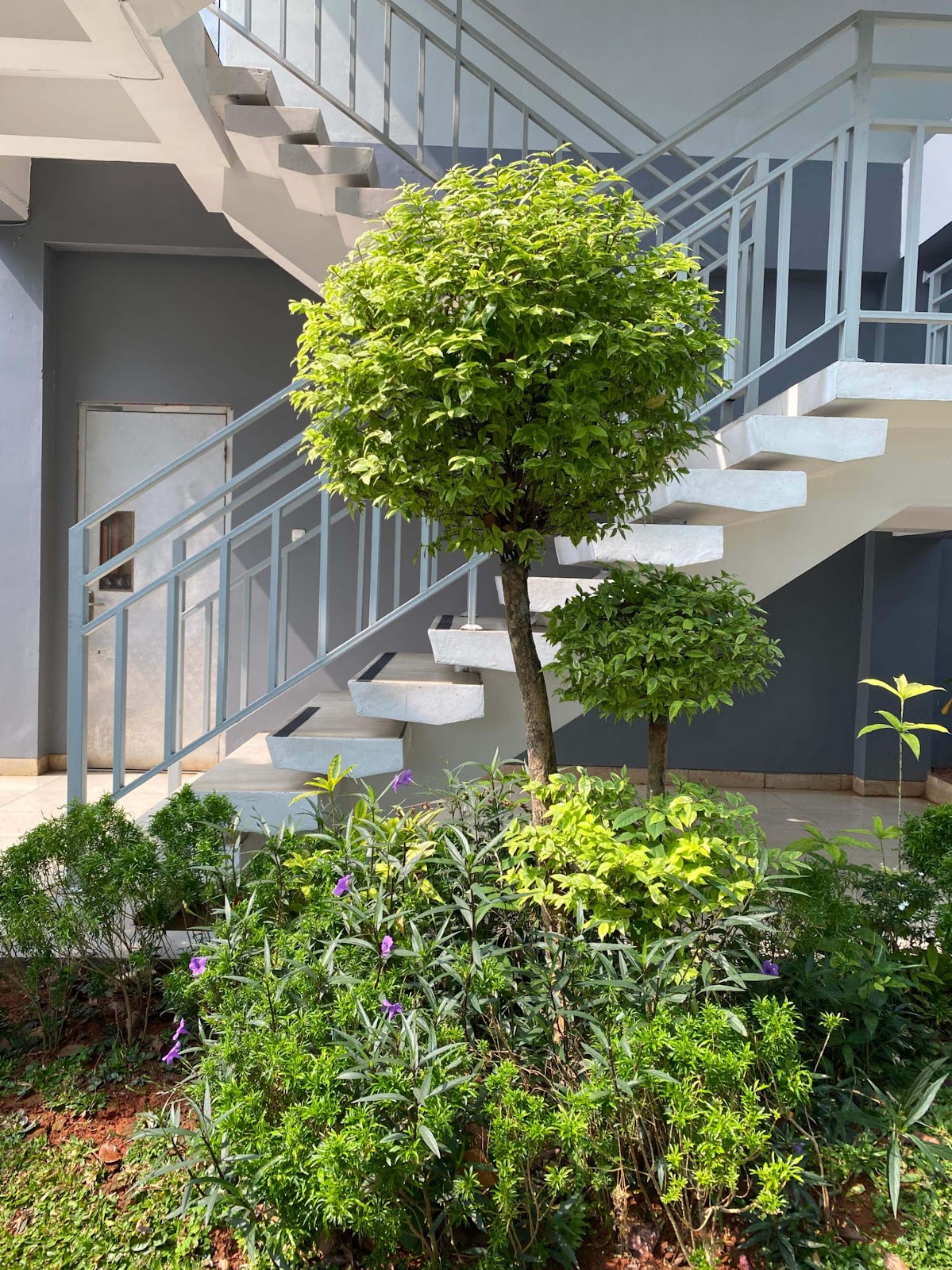 image of Lollipop Tree