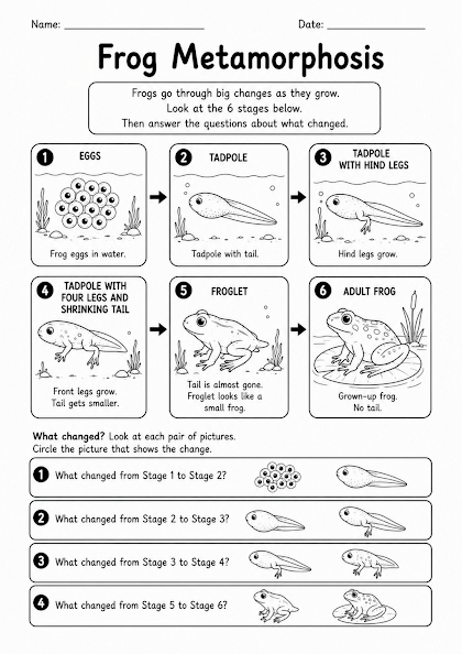 Frog Metamorphosis Worksheet