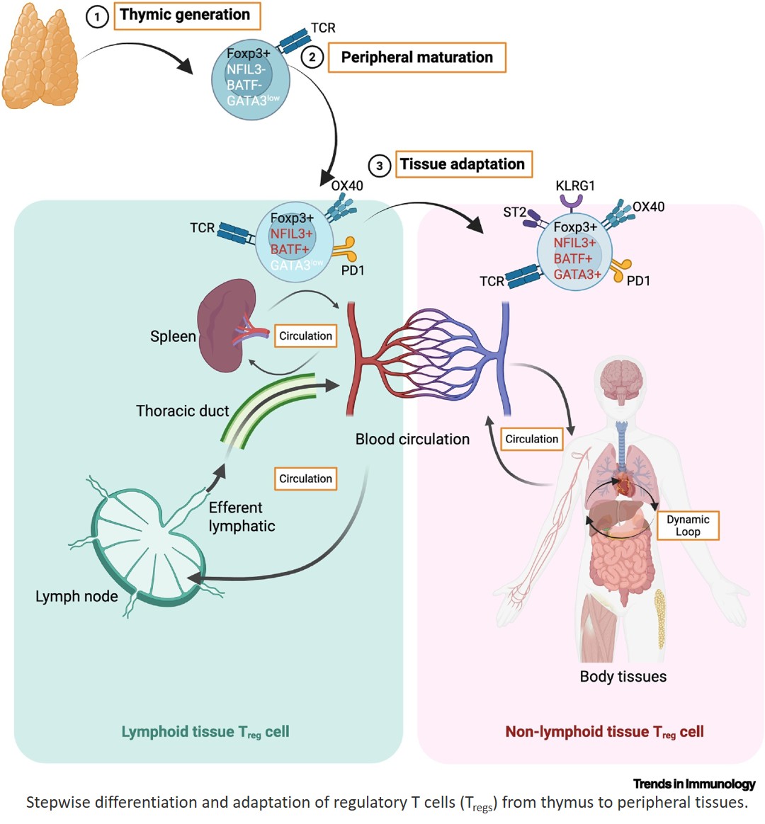 Modulating local immunity by tissue-resident regulatory T cells