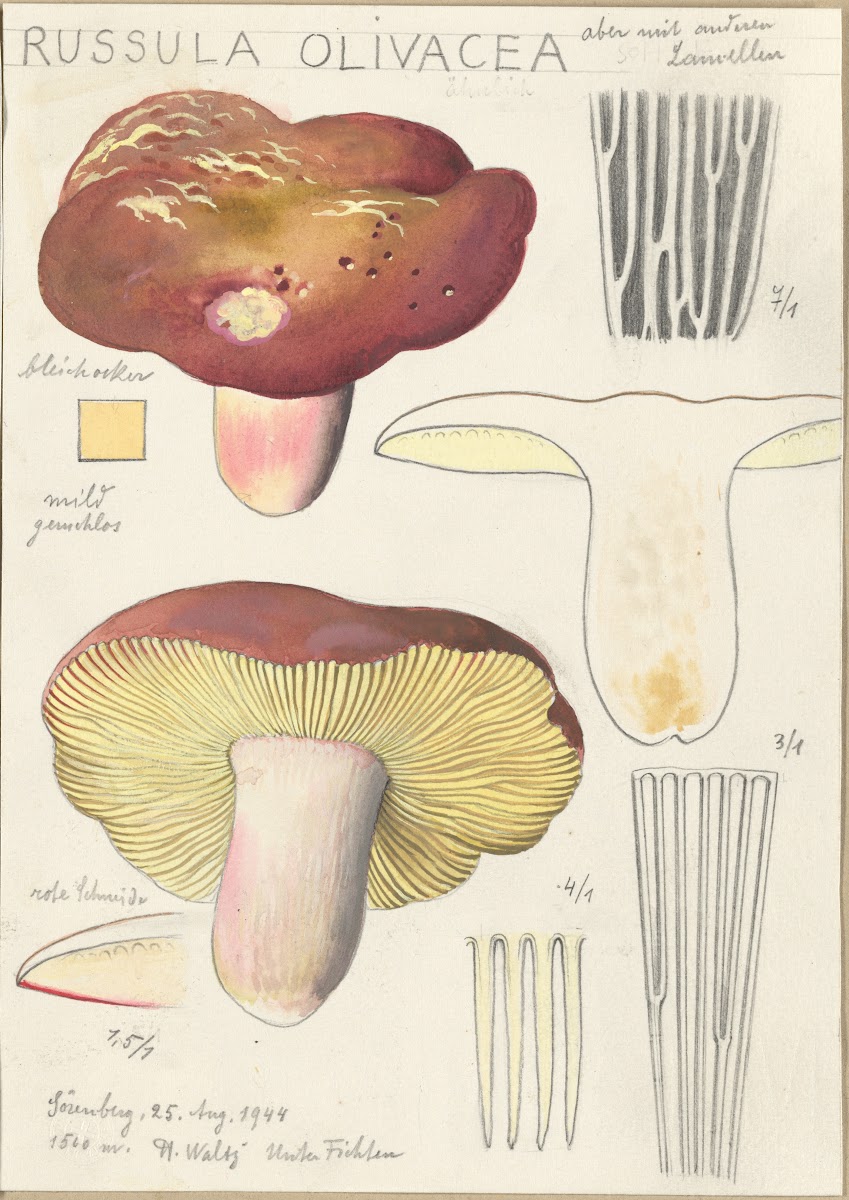 Russula Olivacea 1915 1945