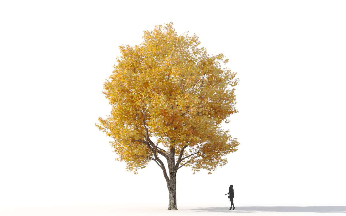 Maxtree - Plant Models Vol.11