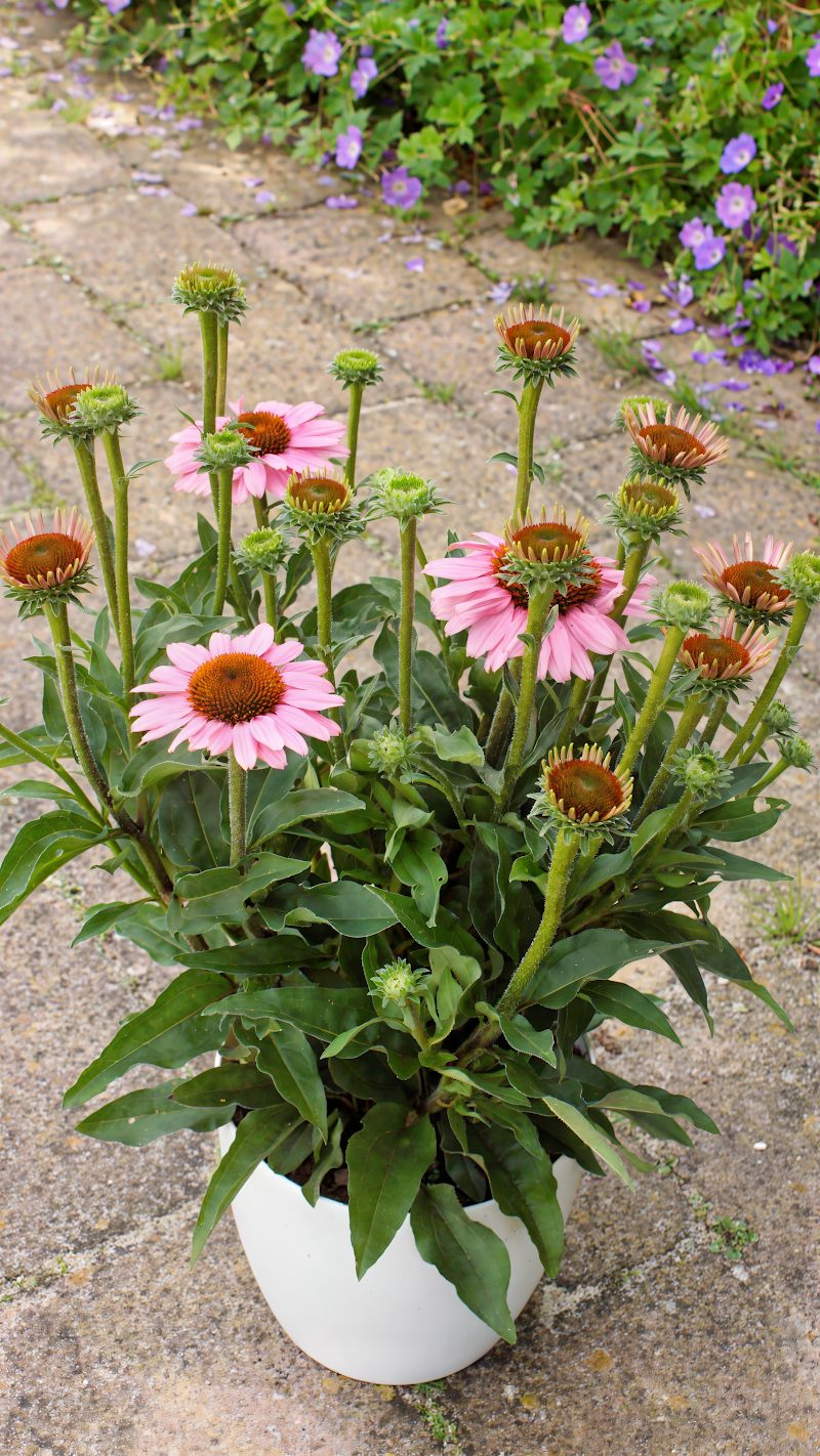 Echinacea purpurea 'Sunseekers Light Pink' in piena fioritura in un giardino soleggiato
