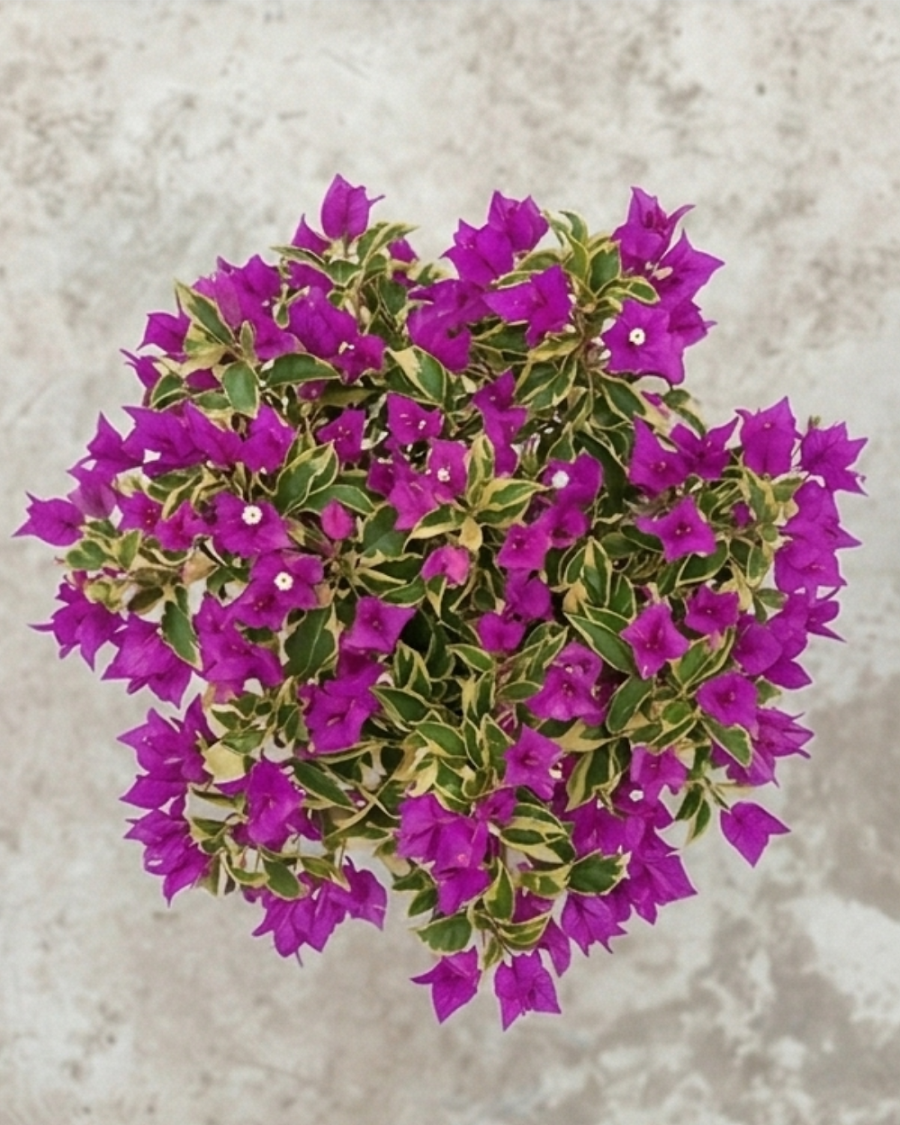 Imported Hawaii Violet Bougainvillea Plant — view 2