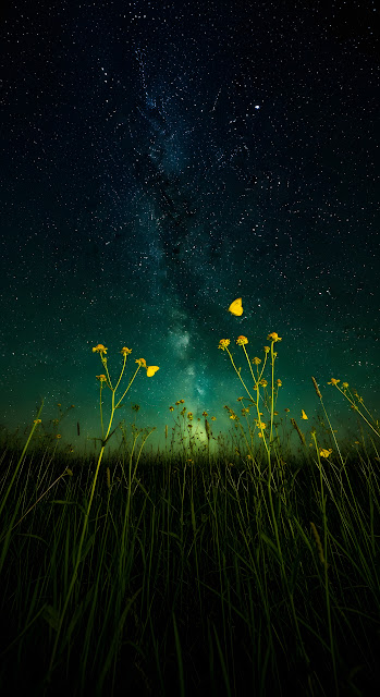 Magical Vertical Starry Night over Meadow with Yellow Flowers and Butterflies - Free mobile Wallpaper