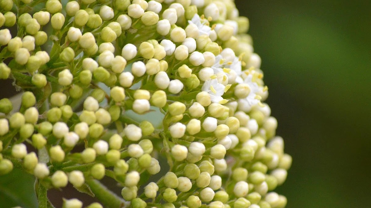 인류학적 관점에서 본 부족사회의 권력 구조와 의사결정 방식