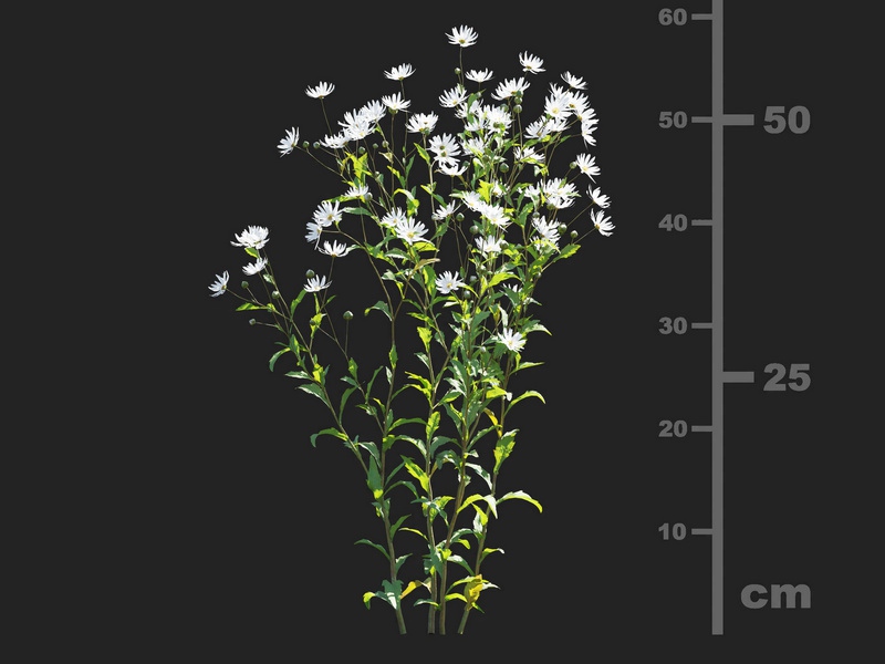 Maxtree - Plant Models Vol.112