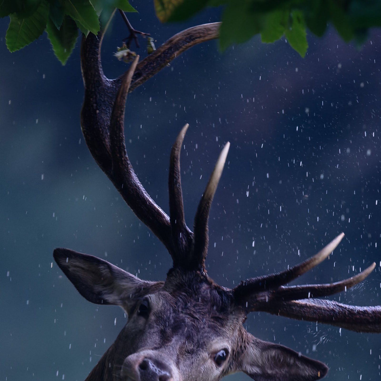 Download Stag, Antlers, Rain, Wildlife, Deer 4K iPhone