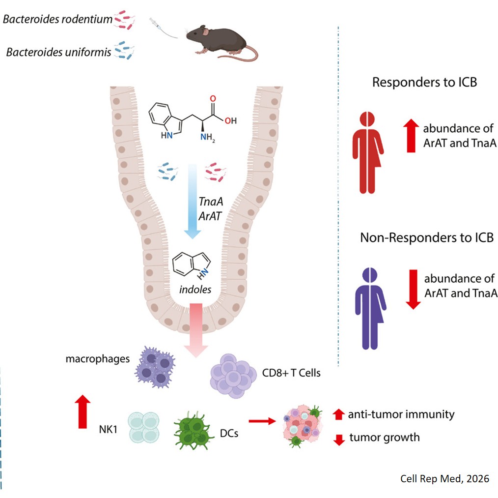 Tryptophan degradation by intestinal Bacteroides induces anti-tumor immunity and limits melanoma growth