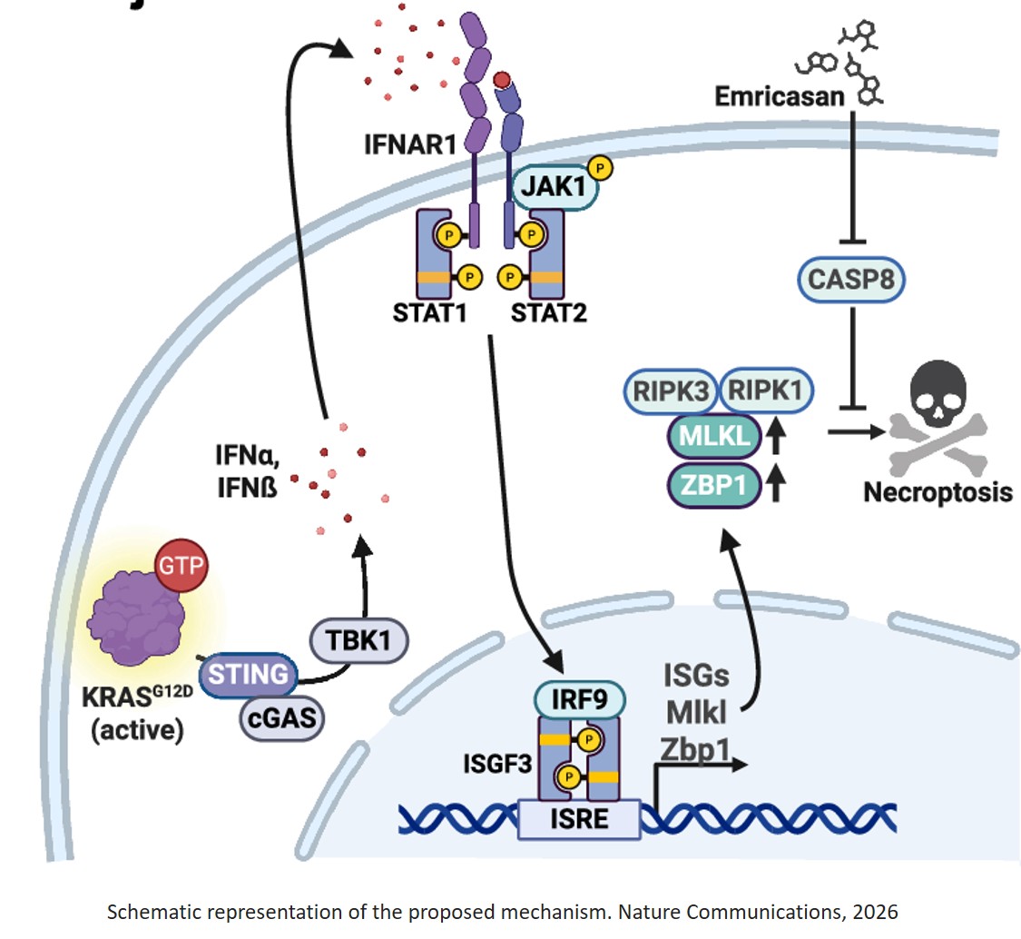Oncogenic KRAS-driven type I interferon signalling primes pancreatic cancer for necroptosis