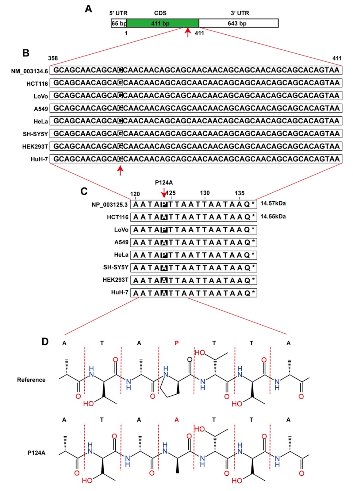 The P124A mutation of SRP14 alters its migration on SDS-PAGE without impacting its function