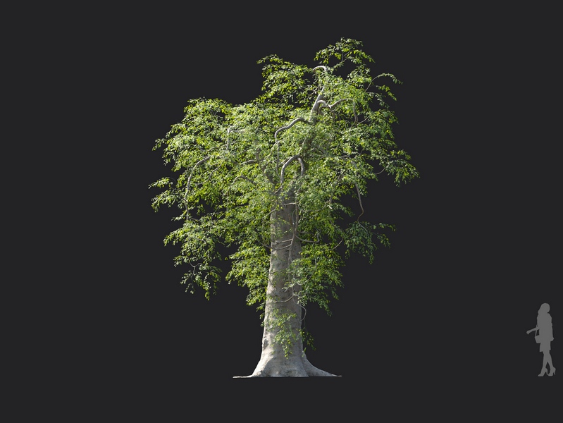Maxtree - Plant Models Vol.130