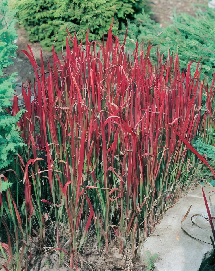 Imperata cylindrica 'Red Baron' erba ornamentale rossa al sole